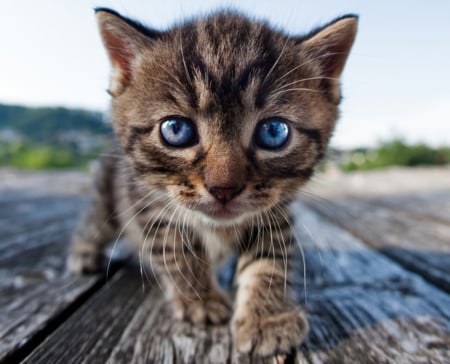 Blue eyes cutie - animal, kitten, cute, cat, blue eyes