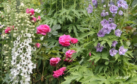 Victoria Garden BC - roses, white, Flowers, purple, garden, red, green, photography