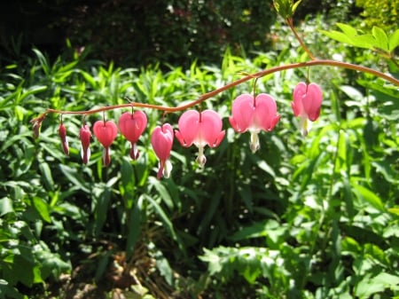 Bleeding heart - flowers, pink, Nature, green