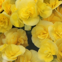 Yellow Flowers at Victoria garden