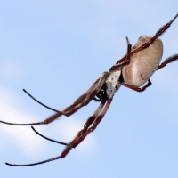 Golden silk orb weaver