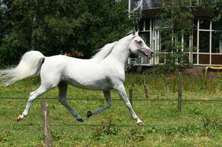 I'm Flying - nature, fields, horse, animals, arabian