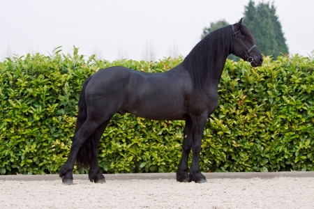 Sybren the Frisian Horse - frisian, nature, Horse, Horses, animals