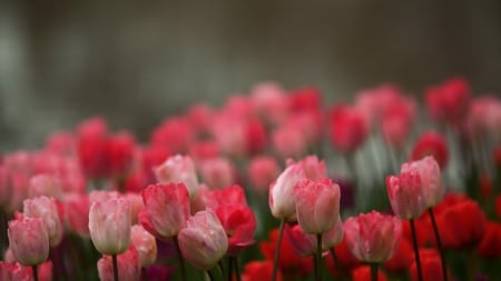 Pink - flowers, pink, red, beautiful