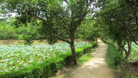 Lakeside trail - lotus leaves, trail, tree, lakeside, hiking