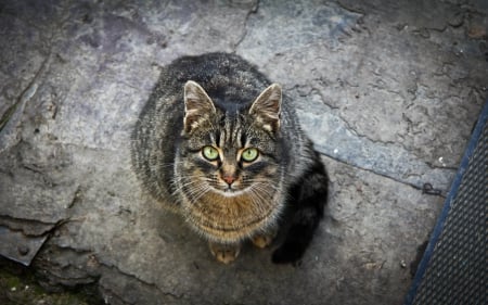 take the pic already! - pretty, photography, eyes, cat, fur, animal, green, feline, stripes, kitty