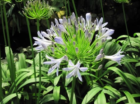 Attractive Flowers at the garden 51 - Flowers, blue, garden, green, photography, Lily