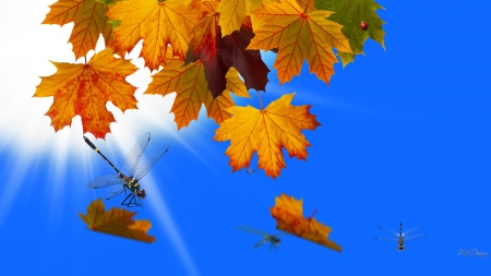 Uncloudy Fall Day - sky, sunshine, autumn, dragonflies, falling, colorful, fall, maple, dragonfly, blue, leaves