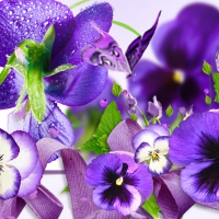 Pretty Pansies