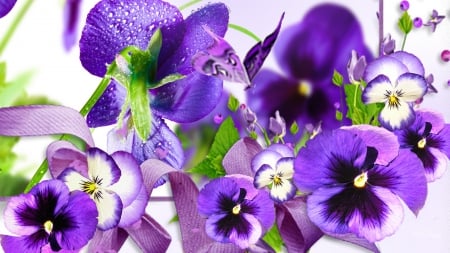 Pretty Pansies - summer, dew, spring, pansies, purple, violets, ribbon, flowers, lavender