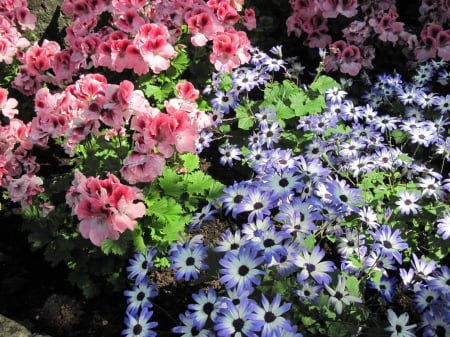 Attractive Flowers at the garden 53 - Flowers, blue, garden, photography, daisy, pink