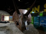 Triceratops