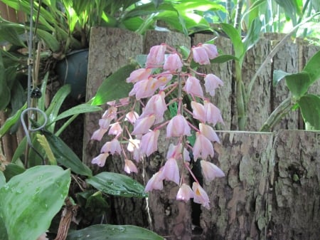 Attractive Flowers at the garden 56 - Flowers, garden, green, photography, Pink