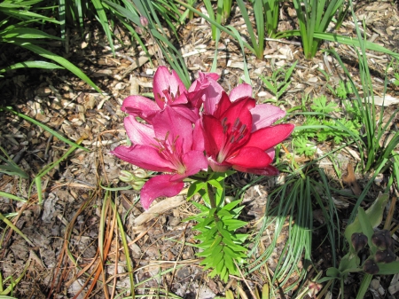 Attractive Flowers at the garden 57 - green, flowers, lily, photography