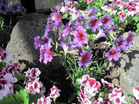 Attractive Flowers at the garden 60 - purple, pink, photography, green, flowers, garden