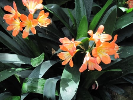 Attractive Flowers at the garden 61 - photography, orange, green, flowers, garden