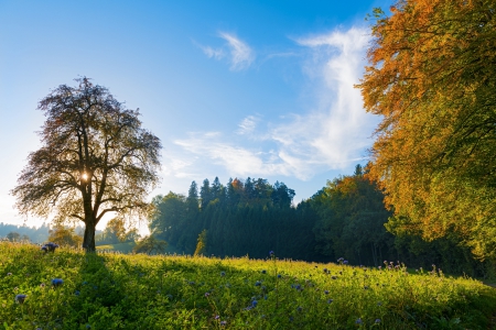 Beautiful Place For Relax - sky, forest, blue, beautiful, sun, tree, relax