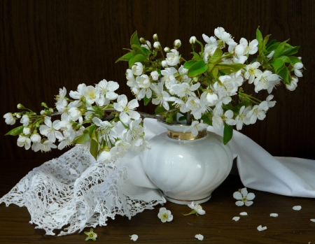 White spring beauty - nature, flora, composition, flowers, plants, still life