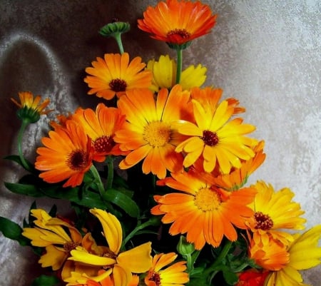 Gerberas - nature, flora, composition, flowers, plants, still life