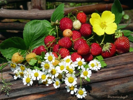 Morning on country - flowers, nature, plants, still life, composition, flora