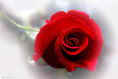 With love to you - image, red, rose, expression, color, new, wallpaper