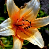 Orange & White Lily