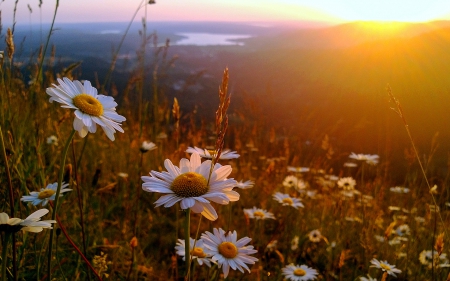 Sunrise on a Hillside - Hill, Valley, Sunrise, Daisies