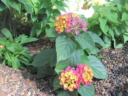 Attractive Flowers at the garden 83 - kalanchoe, yellow, photography, green, flowers, leaf