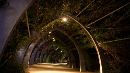 tunnel made out of climbing vines - flowers, arches, vines, lights, tunnel