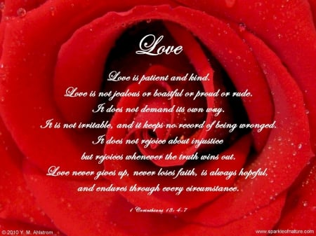 Love - love, rose, words, red