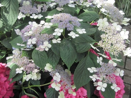 Attractive Flowers at the garden 91 - white, red, photography, green, flowers, leaf