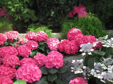 Attractive Flowers at the garden 97 - Flowers, red, green, photography, Garden, hydrangeas