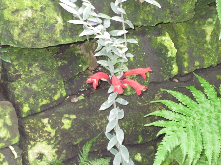 Attractive Flowers at the garden 98 - red, photography, green, flowers, garden