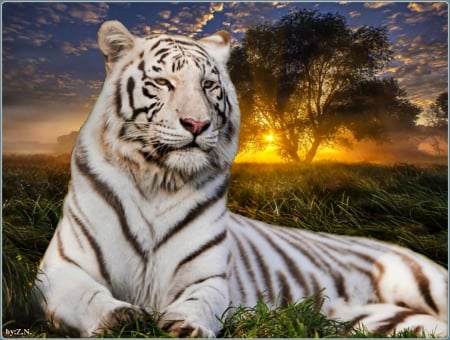 white tiger at rest - white, trees, tiger, sun