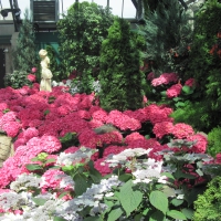Attractive Flowers at the garden 99
