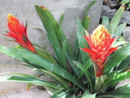 flowers in the mix 02 - guzmania, Flowers, garden, red, green, Bromeliads, photography