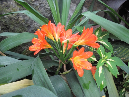 flowers in the mix 05 - photography, orange, green, flowers, garden