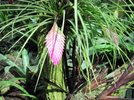 flowers in the mix 06 - pink, photography, green, flowers, garden