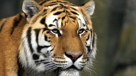 beautiful tiger - big, closeup, tiger, cats