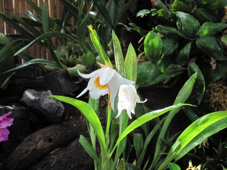 flowers in the mix 11 - white, photography, green, flowers, garden