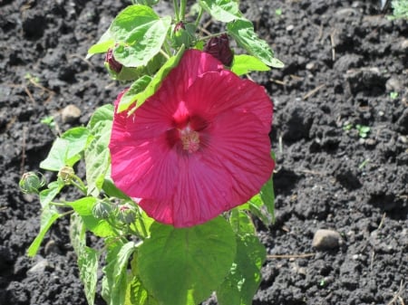 flowers in the mix 19 - pink, photography, green, flowers, garden