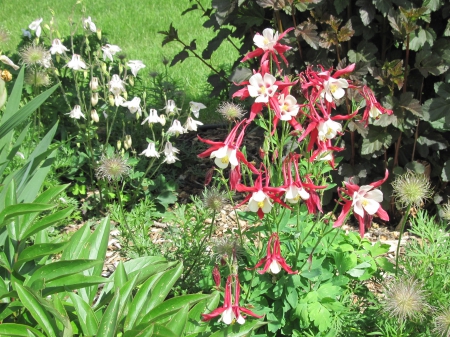 flowers in the mix 27 - white, photography, fuchsia, green, flowers, garden