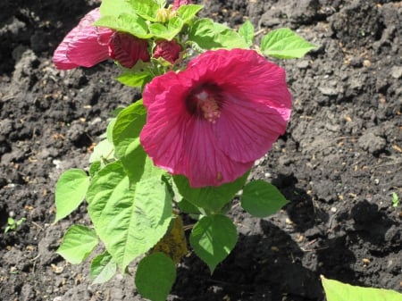 flowers in the mix 29 - pink, red, photography, green, flowers, garden