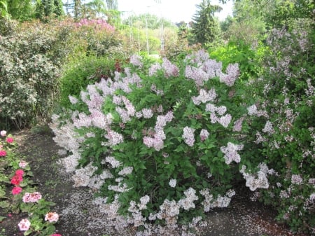 flowers in the mix 32 - pink, photography, green, flowers, garden