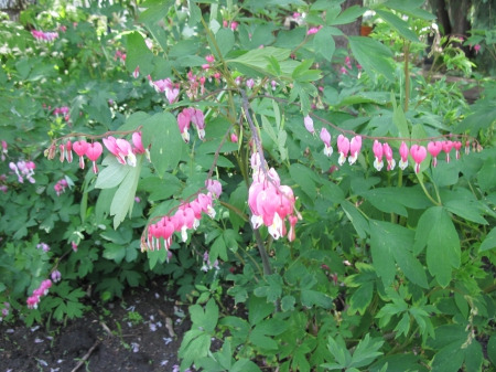 flowers in the mix 39 - pink, photography, green, flowers, garden