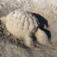 Sand turtle