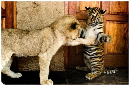 Lion and tiger - sleepy, cute, beautiful, cat, sleeping, kitty, cats, hat, cat face, paws, face, animals, pretty, beauty, sweet, kitten, lovely