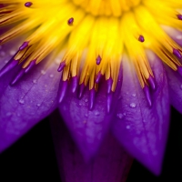 Purple and yellow