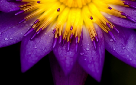 Purple and yellow - nature, purple, macro, yellow, black, flower