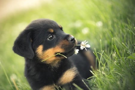 Dog - pretty, beautiful, dog face, puppies, lovely, playful dog, sweet, playful, dogs, cute, face, puppy, animals